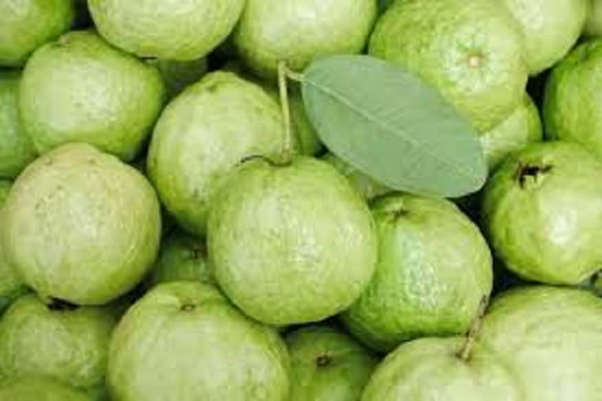 শিশু থেকে বৃদ্ধ, পেয়ারা প্রতিটি মানুষের কাছেই অত্যন্ত প্রিয় ও পুষ্টিদায়ক ফল ৷ প্রতীকী ছবি ৷ শিশু থেকে বৃদ্ধ, পেয়ারা প্রতিটি মানুষের কাছেই অত্যন্ত প্রিয় ও পুষ্টিদায়ক ফল ৷ প্রতীকী ছবি ৷