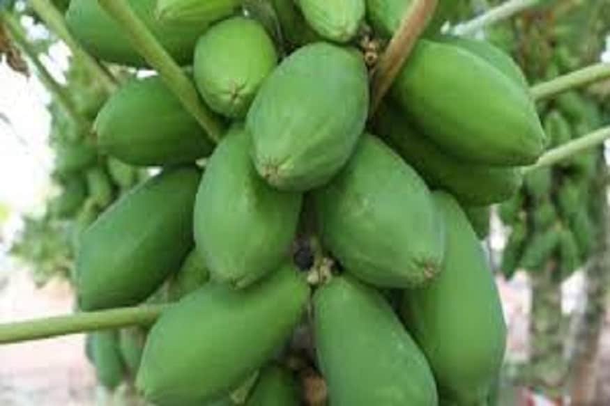 অর্শরোগ বা কোষ্ঠ কাঠিন্য পেঁপে অত্যন্ত উপকারী একটি ফল ৷ চর্মরোগেও পেঁপে অত্যন্ত ফলপ্রসু ৷ প্রতীকী ছবি ৷ অর্শরোগ বা কোষ্ঠ কাঠিন্য পেঁপে অত্যন্ত উপকারী একটি ফল ৷ চর্মরোগেও পেঁপে অত্যন্ত ফলপ্রসু ৷ প্রতীকী ছবি ৷