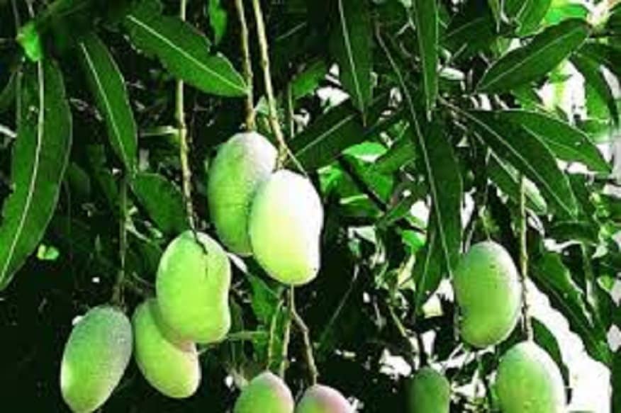 শরীরে রক্তাল্পতা দূর করে থাকে কাঁচা আম ৷ এছাড়াও কাঁচা আম খেলে শরীরে প্রতিরোধ ক্ষমতা গড়ে ওঠে ৷ প্রতীকী ছবি ৷ শরীরে রক্তাল্পতা দূর করে থাকে কাঁচা আম ৷ এছাড়াও কাঁচা আম খেলে শরীরে প্রতিরোধ ক্ষমতা গড়ে ওঠে ৷ প্রতীকী ছবি ৷