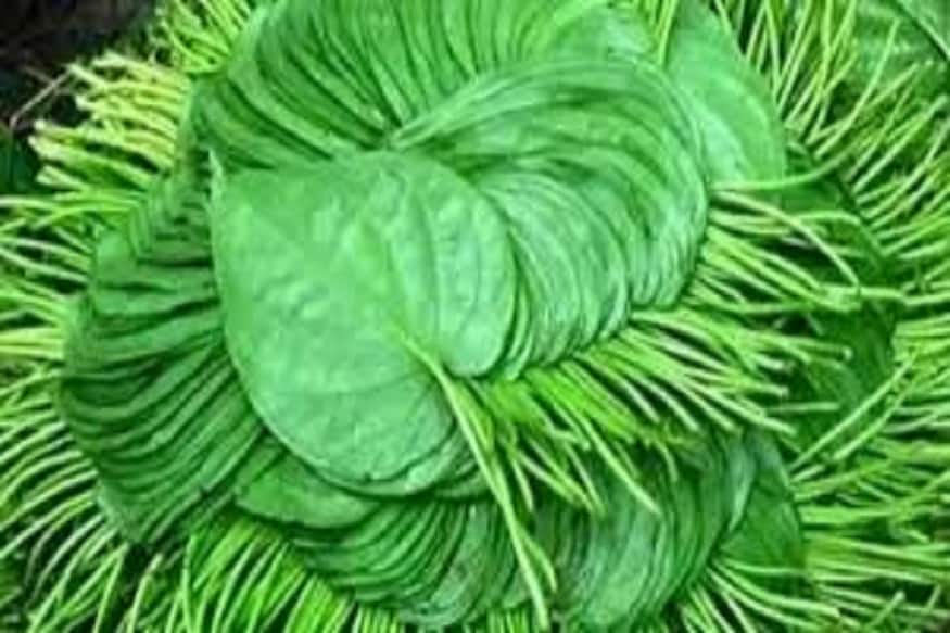 গ্রাম বাংলার এক পরিচিত চাষ পান চাষ ৷ পশ্চিমবঙ্গের বিভিন্ন জেলায় পান চাষ হয়ে থাকে ৷ প্রতীকী ছবি ৷ গ্রাম বাংলার এক পরিচিত চাষ পান চাষ ৷ পশ্চিমবঙ্গের বিভিন্ন জেলায় পান চাষ হয়ে থাকে ৷ প্রতীকী ছবি ৷