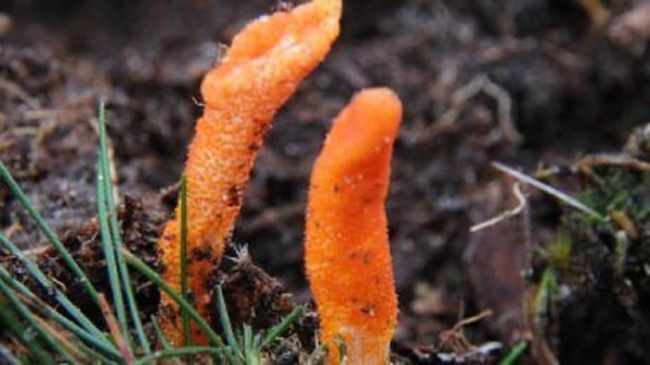 হিমালয়ান ভায়াগ্রা বা Ophiocordyceps sinensis বিশ্বের সবথেকে দামি ফাংগাস। ফলন হয় শুধুমাত্র তিব্বতের প্লেটো অঞ্চলে। ওই অঞ্চলের কিছু গোষ্ঠীর মূল পেশাই এই ভায়াগ্রা চাষ। হিমালয়ান ভায়াগ্রা বা Ophiocordyceps sinensis বিশ্বের সবথেকে দামি ফাংগাস। ফলন হয় শুধুমাত্র তিব্বতের প্লেটো অঞ্চলে। ওই অঞ্চলের কিছু গোষ্ঠীর মূল পেশাই এই ভায়াগ্রা চাষ।