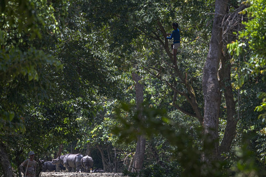 ২৩৩টির মধ্যে ৮০টি শিকার-দমন ক্যাম্প ভেসে গিয়েছে জলে৷ কাজিরাঙা সংলগ্ন জাতীয় সড়কে যানবাহনের গতি নিয়ন্ত্রণ করা হয়েছে৷ কারণ, গাড়ি চাপা পড়েই মৃত্যু হয়েছে ১৪টি হরিণের৷ ২৩৩টির মধ্যে ৮০টি শিকার-দমন ক্যাম্প ভেসে গিয়েছে জলে৷ কাজিরাঙা সংলগ্ন জাতীয় সড়কে যানবাহনের গতি নিয়ন্ত্রণ করা হয়েছে৷ কারণ, গাড়ি চাপা পড়েই মৃত্যু হয়েছে ১৪টি হরিণের৷