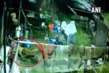 পোষা কুকুরকে ছিঁড়ে খেল লেপার্ড!‌ নৈনিতালে ভয়ানক ঘটনা ধরা পড়ল ক্যামেরায়