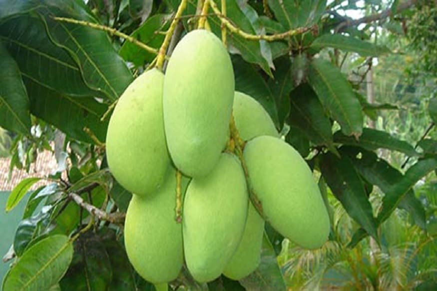 কাঁচা আম ডায়াবেটিস প্রতিরোধ করে শরীরে শর্করার সমতা বজায় রাখে ৷ কাঁচা আম খেলে শরীরে নুনের ঘাটতি দূর হয়ে থাকে ৷ প্রতীকী ছবি ৷ কাঁচা আম ডায়াবেটিস প্রতিরোধ করে শরীরে শর্করার সমতা বজায় রাখে ৷ কাঁচা আম খেলে শরীরে নুনের ঘাটতি দূর হয়ে থাকে ৷ প্রতীকী ছবি ৷