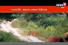 থাকার কথা অন্তত ৪টি সোনালি বাঘের, বাকি ৩টি কই?চিন্তা বাড়ছে কাজিরাঙা কর্তৃপক্ষের থাকার কথা অন্তত ৪টি সোনালি বাঘের, বাকি ৩টি কই?চিন্তা বাড়ছে কাজিরাঙা কর্তৃপক্ষের