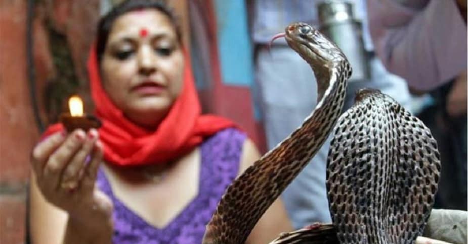 মহাভারত থেকে জানা যায়, কুরু বংশীয় রাজা পরিক্ষিৎ তক্ষক নাগের আঘাতে মারা গেলে তাঁর পুত্র জন্মেজয় পৃথিবী সর্পশূন্য করবেন বলে প্রতিজ্ঞা করেন। তিনি এক সর্পযজ্ঞ শুরু করেন, যেখানে মন্ত্রোচ্চারণের সঙ্গে সঙ্গে কোটি কোটি সাপ যজ্ঞানলে পড়ে মারা যেতে থাকে। এই সময়ে জরৎকারু মুনির পুত্র আস্তিক এই নিষ্ঠুর যজ্ঞ বন্ধ করতে জন্মেজয়ের কাছে পৌঁছান এবং তাঁরই হস্তক্ষেপে জন্মেজয় এই ভয়ঙ্কর কর্ম থেকে নিরস্ত হন। লৌকিক বিশ্বাস মতে, জরৎকারুর স্ত্রী মা মনসা। যে দিনটিতে সর্পযজ্ঞ বন্ধ হয়, সেই দিনটি ছিল শ্রাবণের শুক্লপঞ্চমী। সেই থেকেই এই পূজার প্রচলন। মহাভারত থেকে জানা যায়, কুরু বংশীয় রাজা পরিক্ষিৎ তক্ষক নাগের আঘাতে মারা গেলে তাঁর পুত্র জন্মেজয় পৃথিবী সর্পশূন্য করবেন বলে প্রতিজ্ঞা করেন। তিনি এক সর্পযজ্ঞ শুরু করেন, যেখানে মন্ত্রোচ্চারণের সঙ্গে সঙ্গে কোটি কোটি সাপ যজ্ঞানলে পড়ে মারা যেতে থাকে। এই সময়ে জরৎকারু মুনির পুত্র আস্তিক এই নিষ্ঠুর যজ্ঞ বন্ধ করতে জন্মেজয়ের কাছে পৌঁছান এবং তাঁরই হস্তক্ষেপে জন্মেজয় এই ভয়ঙ্কর কর্ম থেকে নিরস্ত হন। লৌকিক বিশ্বাস মতে, জরৎকারুর স্ত্রী মা মনসা। যে দিনটিতে সর্পযজ্ঞ বন্ধ হয়, সেই দিনটি ছিল শ্রাবণের শুক্লপঞ্চমী। সেই থেকেই এই পূজার প্রচলন।
