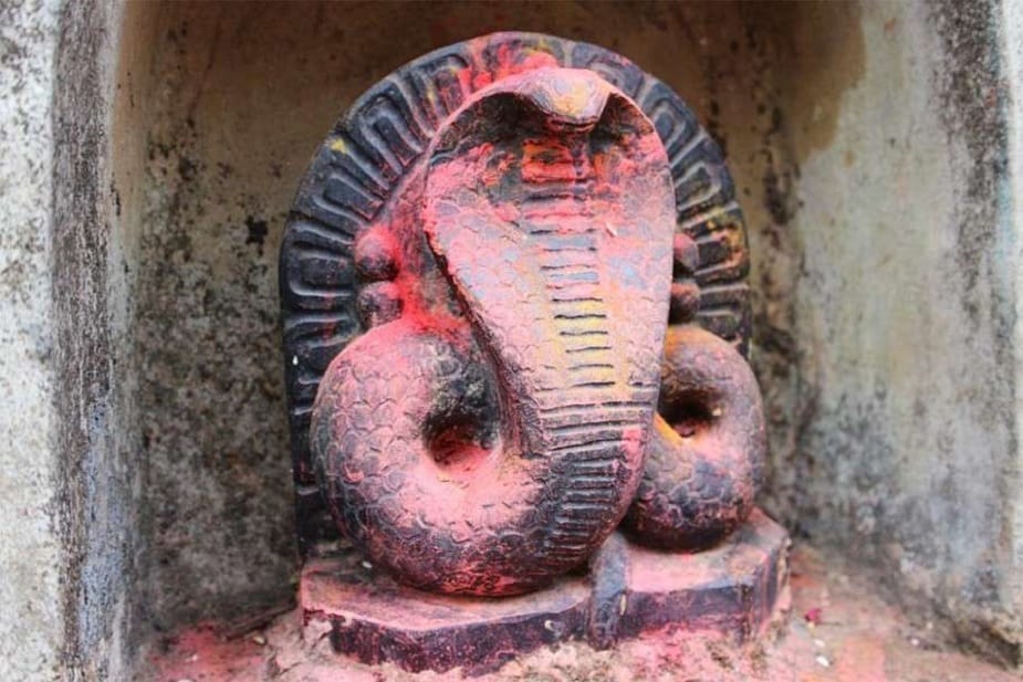 ‘গরুড় পুরাণ’ মতে, ব্রহ্মার পুত্র মহামুনি কাশ্যপের তৃতীয় স্ত্রী কদ্রু ছিলেন নাগ বংশের কন্যা। তিনিই নাগকুলের মাতা। কাশ্যপের আরেক স্ত্রী বিনতা জন্ম দেন গরুড়ের। বিনতাকে সহ্য করতে পারতেন না কদ্রু । ছোট থেকেই গরুড় মায়ের কষ্ট দেখে প্রতিজ্ঞা করেন, তিনি সর্পকুল ধ্বংস করবেন। কিন্তু পরে তা থেকে বিরত হন। কিন্তু সর্পকুলের সঙ্গে গরুড়ের শত্রুতা থেকেই যায়। তবে এই পুণ্য জন্মের কারণে নাগকুলও পুজো পেতে থাকে। ‘গরুড় পুরাণ’ মতে, ব্রহ্মার পুত্র মহামুনি কাশ্যপের তৃতীয় স্ত্রী কদ্রু ছিলেন নাগ বংশের কন্যা। তিনিই নাগকুলের মাতা। কাশ্যপের আরেক স্ত্রী বিনতা জন্ম দেন গরুড়ের। বিনতাকে সহ্য করতে পারতেন না কদ্রু । ছোট থেকেই গরুড় মায়ের কষ্ট দেখে প্রতিজ্ঞা করেন, তিনি সর্পকুল ধ্বংস করবেন। কিন্তু পরে তা থেকে বিরত হন। কিন্তু সর্পকুলের সঙ্গে গরুড়ের শত্রুতা থেকেই যায়। তবে এই পুণ্য জন্মের কারণে নাগকুলও পুজো পেতে থাকে।