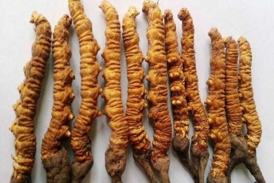 বিলুপ্তির পথে হিমালয়ার ভায়াগ্রা, যা পরিচিত হিমালয়ান ভায়াগ্রা নামেই! বলা হয় যৌনতৃপ্তির অন্তিম চাবিকাঠি এই ভায়াগ্রা, যৌনক্ষমতা প্রায় ৩গুণ পর্যন্ত বাড়িয়ে ককতোলার ক্ষমতা রাখে! IUCN-এর তরফে জানানো হয়েছে, অতিরিক্ত ফলনের কারণেই হারিয়ে যেতে বসেছে অতিপ্রাচীন এই ওষধি। বিলুপ্তির পথে হিমালয়ার ভায়াগ্রা, যা পরিচিত হিমালয়ান ভায়াগ্রা নামেই! বলা হয় যৌনতৃপ্তির অন্তিম চাবিকাঠি এই ভায়াগ্রা, যৌনক্ষমতা প্রায় ৩গুণ পর্যন্ত বাড়িয়ে ককতোলার ক্ষমতা রাখে! IUCN-এর তরফে জানানো হয়েছে, অতিরিক্ত ফলনের কারণেই হারিয়ে যেতে বসেছে অতিপ্রাচীন এই ওষধি।
