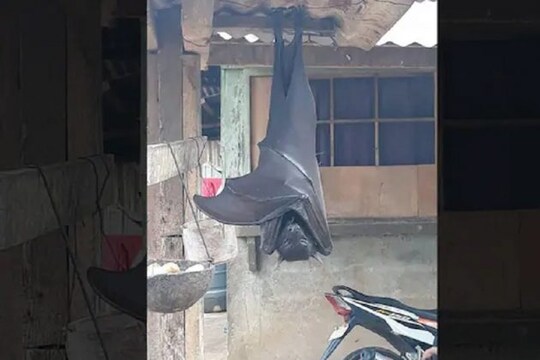 এই সেই ভাইরাল ছবি