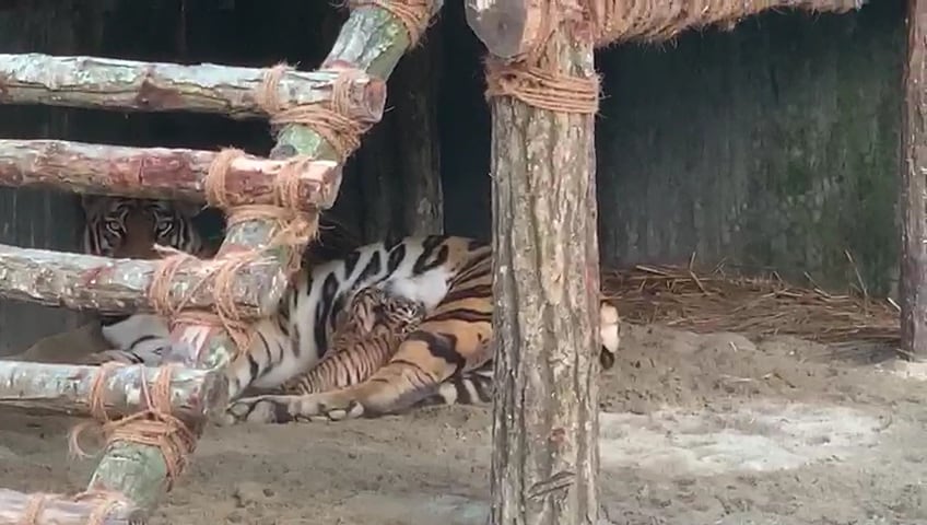 শীলা, বেভান, রিকা, কিকা আর তিন নতুন অতিথি। খুশি রাজ্যের পর্যটনমন্ত্রী গৌতম দেবও। তিনি জানান, নতুন অতিথিদের সযত্নে রাখা হচ্ছে। সাফারি পার্কের ডিরেক্টর ধর্মদেও রাই জানান, আপাতত তিন শাবকের মধ্যে কোনটা ছেলে বা মেয়ে নির্ধারন করা যায়নি। কেননা শীলার খুব কাছে এই মূহূর্তে যাওয়া সম্ভব নয়। তিন শাবকই মায়ের দুধ খাচ্ছে। সকলেই সুস্থ আছে। শীলা, বেভান, রিকা, কিকা আর তিন নতুন অতিথি। খুশি রাজ্যের পর্যটনমন্ত্রী গৌতম দেবও। তিনি জানান, নতুন অতিথিদের সযত্নে রাখা হচ্ছে। সাফারি পার্কের ডিরেক্টর ধর্মদেও রাই জানান, আপাতত তিন শাবকের মধ্যে কোনটা ছেলে বা মেয়ে নির্ধারন করা যায়নি। কেননা শীলার খুব কাছে এই মূহূর্তে যাওয়া সম্ভব নয়। তিন শাবকই মায়ের দুধ খাচ্ছে। সকলেই সুস্থ আছে।