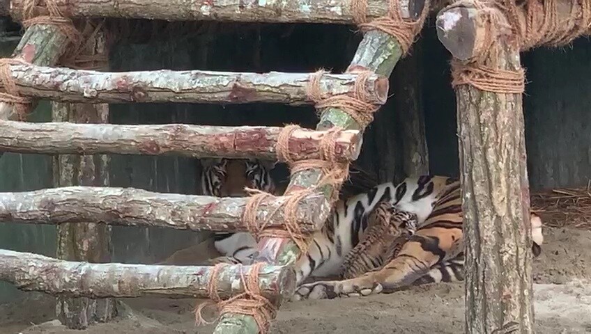 লকডাউনের আগে থেকেই বন্ধ রয়েছে সাফারি পার্ক। পর্যটকদের আনাগোনা নেই। নেই ক্যামেরা বা মোবাইলের ফ্ল্যাশ বাল্বের ঝলকানিও! নিভৃতে, নির্জনতায় নিজেদের এনক্লোজারে দিন কাটাচ্ছিল শীলা আর বেভান। লকডাউনেই সন্তান সম্ভবা হয়ে ওঠে শীলা! খুশির আবহটা তখন থেকেই শুরু হয়ে যায় সাফারি পার্কে। অপেক্ষার প্রহর গুনছিলেন বন কর্মীরা। জন্মাষ্ঠমীর সাত সকালে ফুটফুটে তিন শাবকের জন্ম দেয় শীলা! সাফারি পার্কে বাড়ল রয়েল বেঙ্গলের সংখ্যা। এই মূহূর্তে রয়্যাল বেঙ্গলের সংখ্যা বেড়ে দাঁড়ালো সাত! যা অত্যন্ত ভাল খবর। লকডাউনের আগে থেকেই বন্ধ রয়েছে সাফারি পার্ক। পর্যটকদের আনাগোনা নেই। নেই ক্যামেরা বা মোবাইলের ফ্ল্যাশ বাল্বের ঝলকানিও! নিভৃতে, নির্জনতায় নিজেদের এনক্লোজারে দিন কাটাচ্ছিল শীলা আর বেভান। লকডাউনেই সন্তান সম্ভবা হয়ে ওঠে শীলা! খুশির আবহটা তখন থেকেই শুরু হয়ে যায় সাফারি পার্কে। অপেক্ষার প্রহর গুনছিলেন বন কর্মীরা। জন্মাষ্ঠমীর সাত সকালে ফুটফুটে তিন শাবকের জন্ম দেয় শীলা! সাফারি পার্কে বাড়ল রয়েল বেঙ্গলের সংখ্যা। এই মূহূর্তে রয়্যাল বেঙ্গলের সংখ্যা বেড়ে দাঁড়ালো সাত! যা অত্যন্ত ভাল খবর।