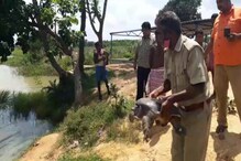 মাছ ধরার জালে বিশাল আকারের কচ্ছপ উদ্ধার বাঁকুড়ার গ্রামে, এলাকায় চাঞ্চল্য মাছ ধরার জালে বিশাল আকারের কচ্ছপ উদ্ধার বাঁকুড়ার গ্রামে, এলাকায় চাঞ্চল্য