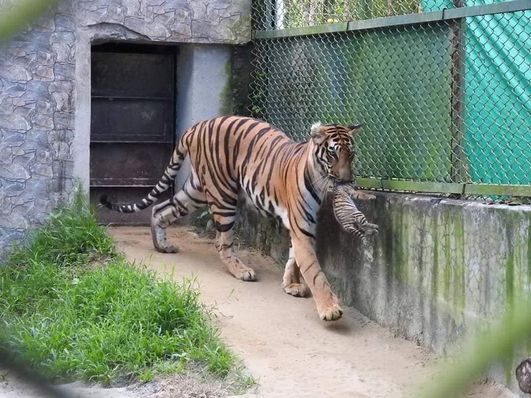 *বেঙ্গল সাফারি পার্ক পরিদর্শনের পর একথা জানান রাজ্যের পর্যটনমন্ত্রী গৌতম দেব। তিনি জানান, গোটা দেশে যখন বাঘের সংখ্যা কমছে। সেখানে পথ দেখাচ্ছে সাফারি পার্ক। রয়েল বেঙ্গল টাইগার শীলা সম্প্রতি জন্ম দিয়েছে তিন সন্তান। অত্যন্ত যত্নে বেড়ে উঠছে নিজেদের এনক্লোজারে। সংগৃহীত ছবি। *বেঙ্গল সাফারি পার্ক পরিদর্শনের পর একথা জানান রাজ্যের পর্যটনমন্ত্রী গৌতম দেব। তিনি জানান, গোটা দেশে যখন বাঘের সংখ্যা কমছে। সেখানে পথ দেখাচ্ছে সাফারি পার্ক। রয়েল বেঙ্গল টাইগার শীলা সম্প্রতি জন্ম দিয়েছে তিন সন্তান। অত্যন্ত যত্নে বেড়ে উঠছে নিজেদের এনক্লোজারে। সংগৃহীত ছবি।