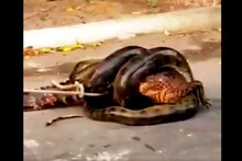 আস্ত এলিগেটরকে গিলে খাচ্ছে অ্যানাকোন্ডা! শেষমেষ কী হল, দেখুন ভিডিও