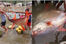 ভূমিকম্পের পর গভীর সমুদ্রের দৈত্যাকার মাছ চলে এল ডাঙায় ! চিন্তায় বিশেষজ্ঞরা ভূমিকম্পের পর গভীর সমুদ্রের দৈত্যাকার মাছ চলে এল ডাঙায় ! চিন্তায় বিশেষজ্ঞরা
