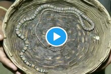 উড়ন্ত সাপ দেখেছেন কখনও, ওড়িশায় দেখা মিলেছিল, দেখুন ভিডিও উড়ন্ত সাপ দেখেছেন কখনও, ওড়িশায় দেখা মিলেছিল, দেখুন ভিডিও