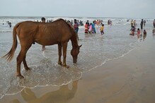 করোনা লকডাউনে কাজ হারিয়েছে দিঘার বিচ ঘোড়া, অসহায় পশুদের চিকিৎসায় কলকাতার NGO করোনা লকডাউনে কাজ হারিয়েছে দিঘার বিচ ঘোড়া, অসহায় পশুদের চিকিৎসায় কলকাতার NGO