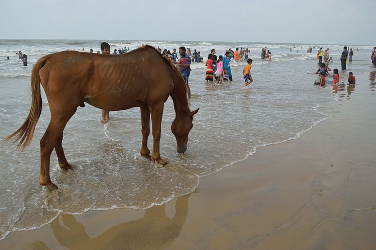 করোনা লকডাউনে ভাল নেই সৈকত নগরী দিঘা। ভাল নেই দিঘার মানুষজন। ভাল নেই সৈকতের ঘোড়াকুল। খাদ্য আর পরিচর্যার অভাবে সৈকত শহরের অবলা ঘোড়া আর পথের কুকুরদের অবস্থা খুবই সঙ্গীন! সেইসব অসহায় অবলাদের কষ্ট লাঘবের লক্ষ্যে দিঘায় কাজ শুরু করলেন কলকাতার এক স্বেচ্ছাসেবী সংস্থার সদস্য সদস্যারা! তথ্য SUJIT BHOWMIK করোনা লকডাউনে ভাল নেই সৈকত নগরী দিঘা। ভাল নেই দিঘার মানুষজন। ভাল নেই সৈকতের ঘোড়াকুল। খাদ্য আর পরিচর্যার অভাবে সৈকত শহরের অবলা ঘোড়া আর পথের কুকুরদের অবস্থা খুবই সঙ্গীন! সেইসব অসহায় অবলাদের কষ্ট লাঘবের লক্ষ্যে দিঘায় কাজ শুরু করলেন কলকাতার এক স্বেচ্ছাসেবী সংস্থার সদস্য সদস্যারা! তথ্য SUJIT BHOWMIK