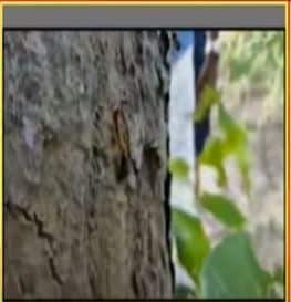 বিষয়টি খতিয়ে দেখতে যান পশ্চিম মেদিনীপুর জেলা পরিষদের কৃষি কর্মাধ্যক্ষ রমাপ্রসাদ গিরি। শুঁয়োপোকা'র মত দেখতে এই পতঙ্গ চাষবাসের ব্যাপক ক্ষতি করতে পারে বলে আশঙ্কা স্থানীয় কৃষকদের। বিষয়টি খতিয়ে দেখতে যান পশ্চিম মেদিনীপুর জেলা পরিষদের কৃষি কর্মাধ্যক্ষ রমাপ্রসাদ গিরি। শুঁয়োপোকা'র মত দেখতে এই পতঙ্গ চাষবাসের ব্যাপক ক্ষতি করতে পারে বলে আশঙ্কা স্থানীয় কৃষকদের।