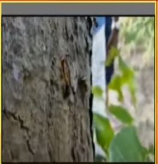  বিষয়টি খতিয়ে দেখতে যান পশ্চিম মেদিনীপুর জেলা পরিষদের কৃষি কর্মাধ্যক্ষ রমাপ্রসাদ গিরি। শুঁয়োপোকা'র মত দেখতে এই পতঙ্গ চাষবাসের ব্যাপক ক্ষতি করতে পারে বলে আশঙ্কা স্থানীয় কৃষকদের। 