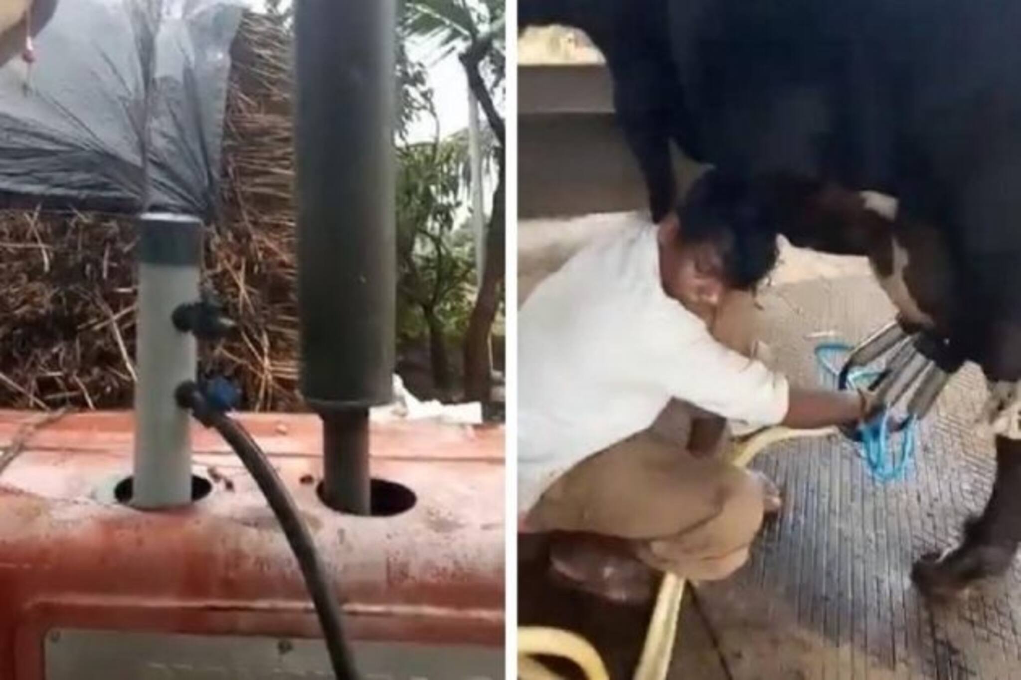 ট্রাক্টর দিয়ে গরুর দুধ দোয়াচ্ছেন কৃষক, ভাইরাল ভিডিও শেয়ার করলেন আনন্দ মাহিন্দ্রা