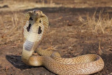 বাড়ির উঠোনের কিলবিল করছে ডজন ডজন গোখরো সাপ! কয়েকঘণ্টার চেষ্টায় উদ্ধার করল বনদফতর