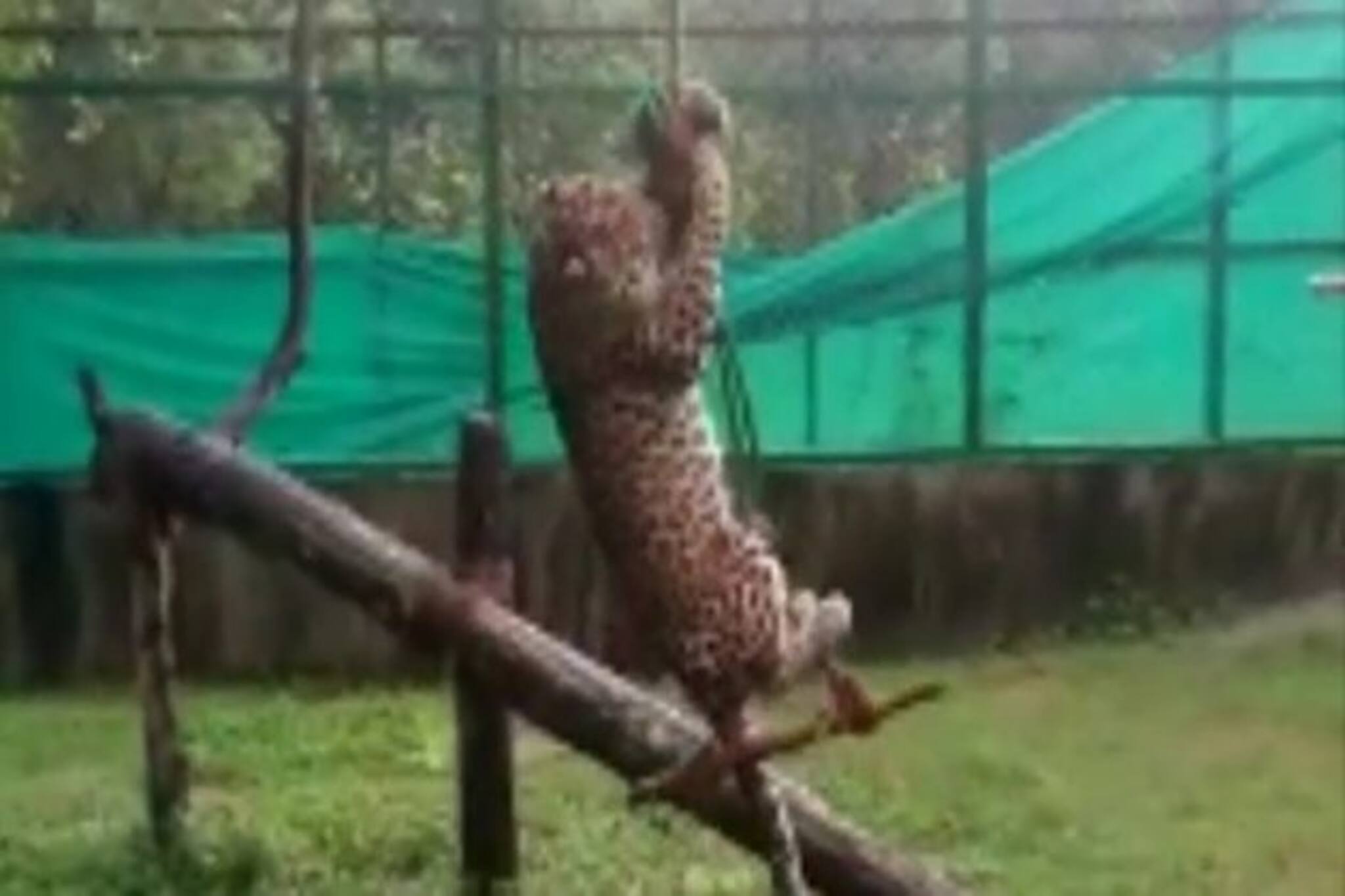 লকডাউনে খোশ মেজাজে শিম্বা, জেনিফার! কেউ দুলছে, কেউ আবার শরীর ভিজিয়ে নিচ্ছে বরফে  