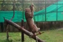 লকডাউনে খোশ মেজাজে শিম্বা, জেনিফার! কেউ দুলছে, কেউ আবার শরীর ভিজিয়ে নিচ্ছে বরফে লকডাউনে খোশ মেজাজে শিম্বা, জেনিফার! কেউ দুলছে, কেউ আবার শরীর ভিজিয়ে নিচ্ছে বরফে