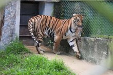 শীলার সন্তানদের নামকরণের জন্য মুখ্যমন্ত্রীকে আর্জি, অনুমোদনের অপেক্ষায় আফ্রিকান জিরাফ, ক্যাঙ্গারু