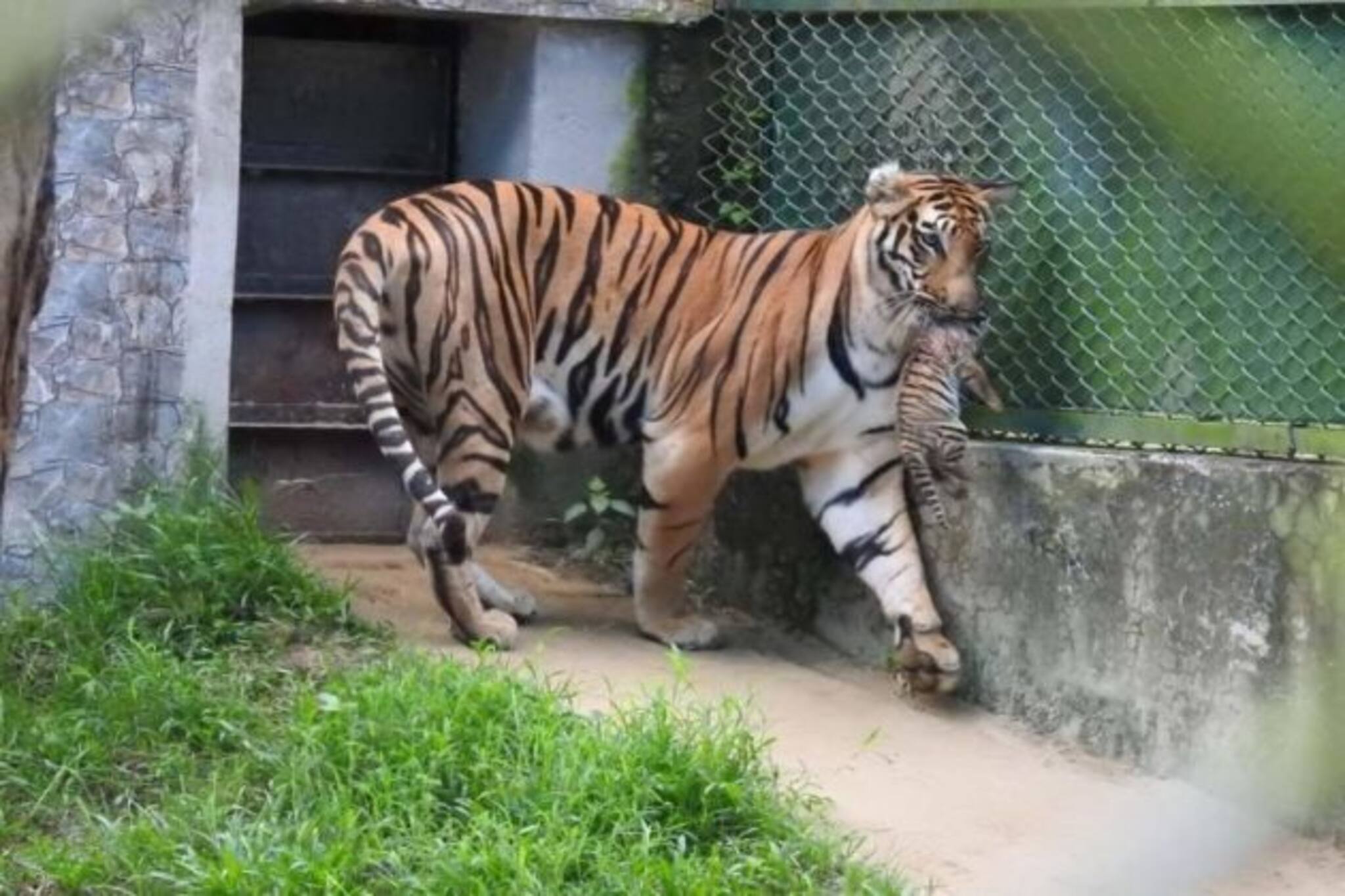 শীলার সন্তানদের নামকরণের জন্য মুখ্যমন্ত্রীকে আর্জি, অনুমোদনের অপেক্ষায় আফ্রিকান জিরাফ, ক্যাঙ্গারু