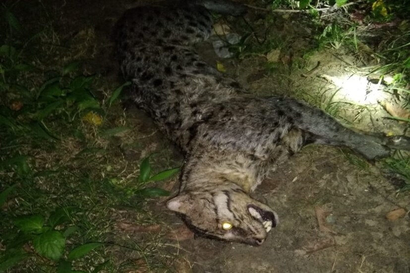 *বাঘরোল পিটিয়ে মেরে ফেলার অভিযোগ উঠলো হাওড়ার পাঁচলায় জুজারসাহা এলাকার বেশ কয়েকজন গ্রামবাসীর বিরুদ্ধে। বাঘরোল পিটিয়ে মারার ছবি সোশ্যাল মিডিয়াতে ভাইরাল হওয়ার পর নড়েচড়ে বসে রাজ্য প্রশাসন। ঘটনা নজরে আসতেই পাঁচলা থানায় অভিযোগ দায়ের করে বনদফতর।