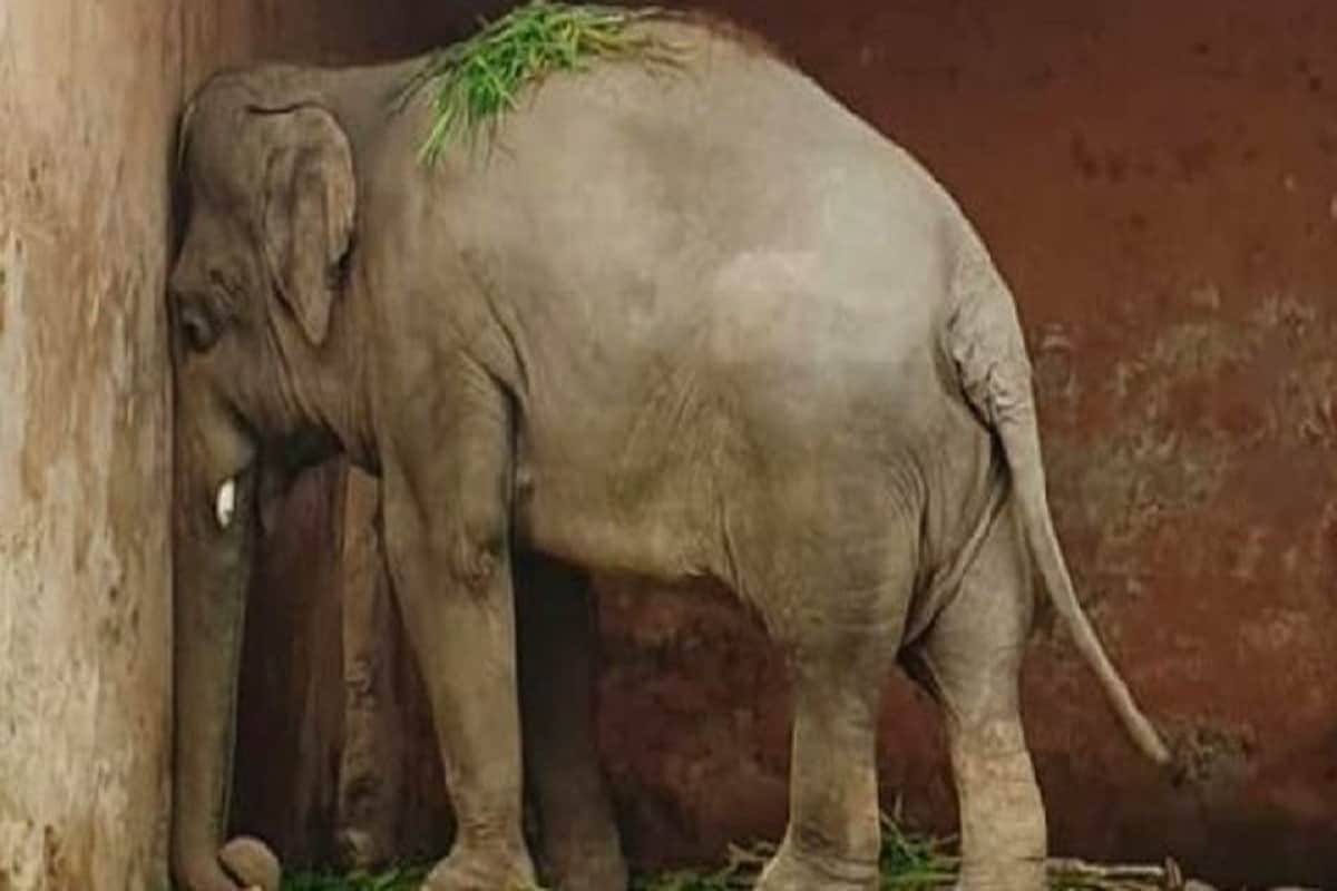 ৩৫ বছর ধরে পায়ে লোহার শিকল দিয়ে বেঁধে রাখা হয়েছিল হাতি কাভানকে। পাকিস্তানের চিড়িয়াখানায় বন্দিদশায় ছিল সে। কখনই তার শিকল খোলা হত না। জন্মের পর থেকে একদিনও শিকল ছাড়া রাখা হয়নি হাতিটিকে। photo source collected ৩৫ বছর ধরে পায়ে লোহার শিকল দিয়ে বেঁধে রাখা হয়েছিল হাতি কাভানকে। পাকিস্তানের চিড়িয়াখানায় বন্দিদশায় ছিল সে। কখনই তার শিকল খোলা হত না। জন্মের পর থেকে একদিনও শিকল ছাড়া রাখা হয়নি হাতিটিকে। photo source collected