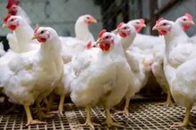 Broiler Chicken| ব্রয়লার চিকেন থেকে ছড়াচ্ছে করোনা? জানুন বিস্তারিত... Broiler Chicken| ব্রয়লার চিকেন থেকে ছড়াচ্ছে করোনা? জানুন বিস্তারিত...