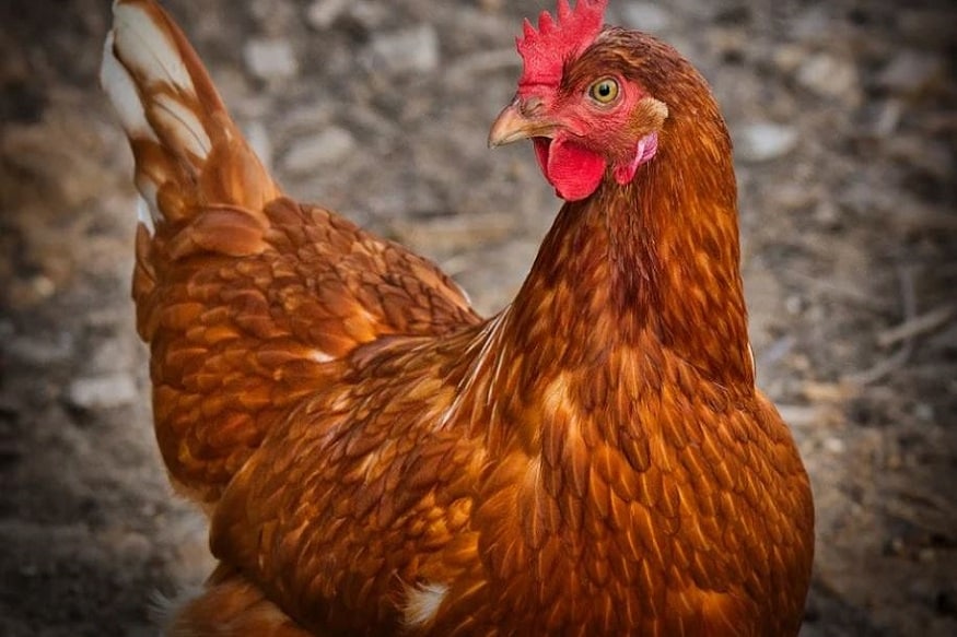 ▪️H5N1 এবং করোনার ভাইরাস দু''টি পৃথক সংক্রমণ। H5N1 করোনা ভাইরাসের মতো ছড়ায় না৷ এক ধরণের ইনফ্লুয়েঞ্জা-এ ভাইরাসের সাব টাইপ H5N1৷ তবে ব্রয়লার মুরগি থেকে, বিশ্ব স্বাস্থ্য সংস্থার মতে, মানুষের মধ্যে সংক্রমণ ছড়িয়ে যাওয়ার কোনও প্রমাণ এখনও পাওয়া যায়নি। ▪️H5N1 এবং করোনার ভাইরাস দু''টি পৃথক সংক্রমণ। H5N1 করোনা ভাইরাসের মতো ছড়ায় না৷ এক ধরণের ইনফ্লুয়েঞ্জা-এ ভাইরাসের সাব টাইপ H5N1৷ তবে ব্রয়লার মুরগি থেকে, বিশ্ব স্বাস্থ্য সংস্থার মতে, মানুষের মধ্যে সংক্রমণ ছড়িয়ে যাওয়ার কোনও প্রমাণ এখনও পাওয়া যায়নি।