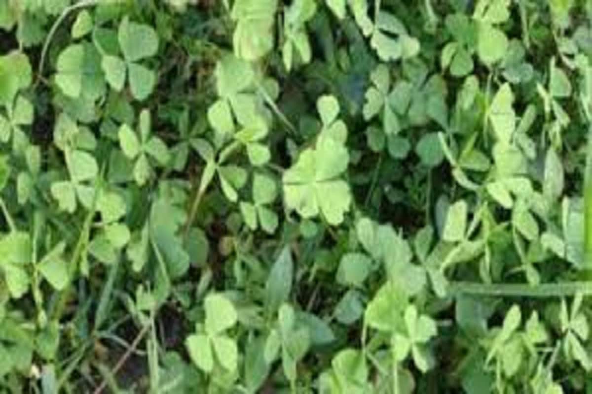 হাইপার টেনশান বা ঘুম জনিত সমস্যায় শুষনি শাক মন্ত্রের মত কাজ করে ৷ কাশি বা শ্বাসকষ্ট দূর করে এই শাক ৷ প্রতীকী ছবি ৷ হাইপার টেনশান বা ঘুম জনিত সমস্যায় শুষনি শাক মন্ত্রের মত কাজ করে ৷ কাশি বা শ্বাসকষ্ট দূর করে এই শাক ৷ প্রতীকী ছবি ৷