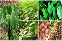 ভিটামিন ও আয়রনে সমৃদ্ধ কচু, এক নয় বহু রোগ নিরাময় করে সহজেই ভিটামিন ও আয়রনে সমৃদ্ধ কচু, এক নয় বহু রোগ নিরাময় করে সহজেই