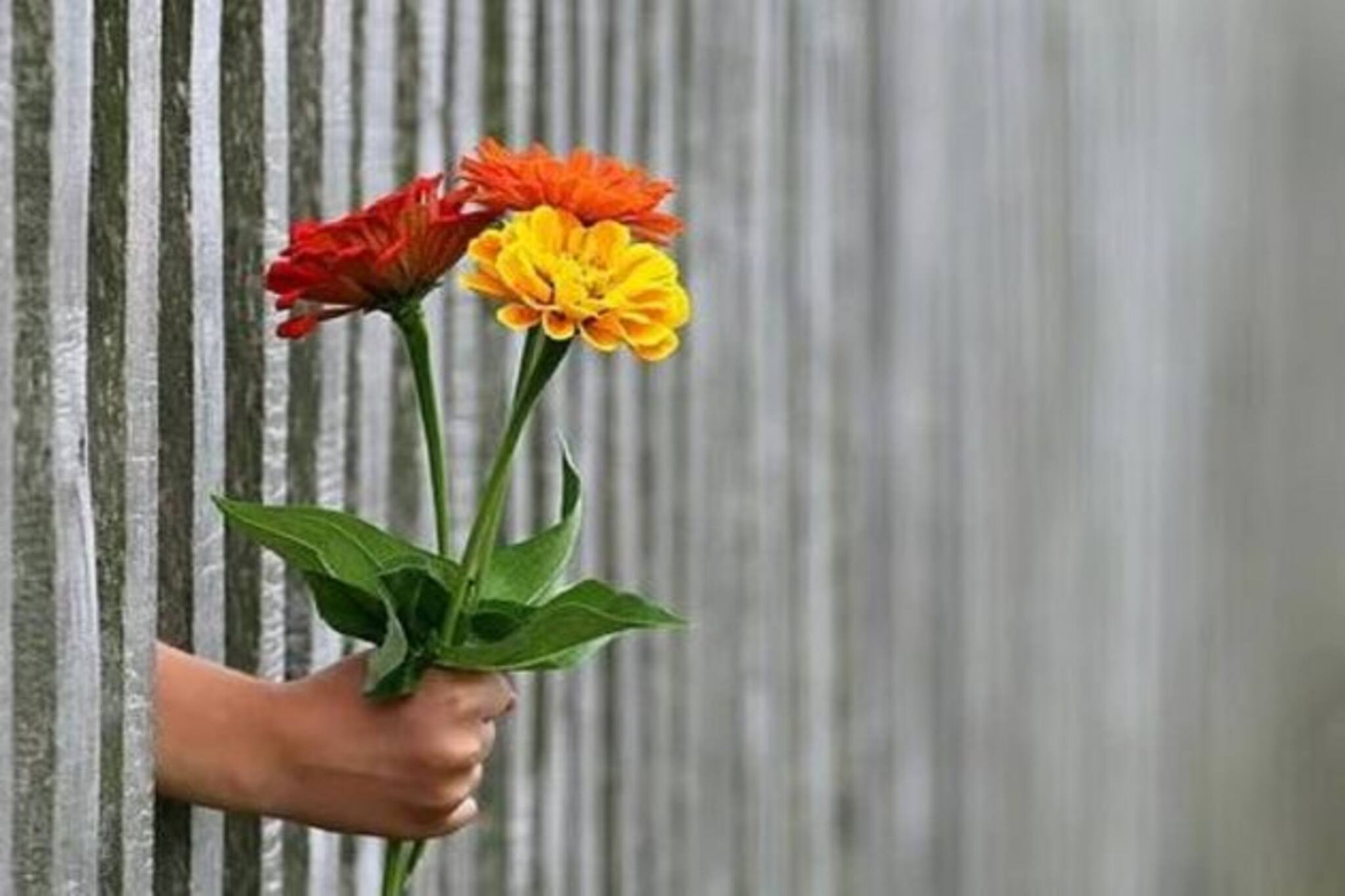 কেক, মিষ্টি ,রসগোল্লা নিয়ে প্রস্তুত সুব্রত-পার্থ- চন্দ্রিমারা