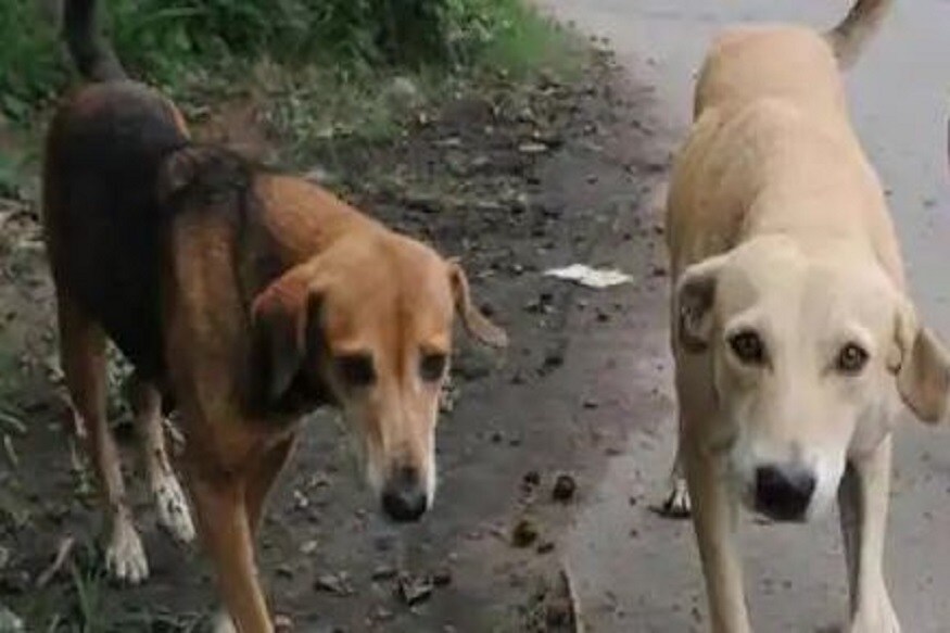 ২ টি কুকুর খাওয়াদাওয়া ভুলে নিজের পরিচিত ‘বন্ধু মানুষদের খুঁজে চলেছে৷ তারা অপেক্ষা করছে কখনও স্তুপের তলা থেকে তাদের বন্ধুরা উঠে এসে তাদের ডাকবে৷ উদ্ধারকারী দলের কর্মী থেকে সাধারণ মানুষ এই দুটি কুকুরকে খাওয়ানোর চেষ্টা করেছে৷ কিন্তু সব চেষ্টাই ব্যর্থ হচ্ছিল, তবে কিছু লোক ভুলিয়েভালিয়ে তাদের কিছুটা খাওয়াতে পেরেছে৷Photo- File ২ টি কুকুর খাওয়াদাওয়া ভুলে নিজের পরিচিত ‘বন্ধু মানুষদের খুঁজে চলেছে৷ তারা অপেক্ষা করছে কখনও স্তুপের তলা থেকে তাদের বন্ধুরা উঠে এসে তাদের ডাকবে৷ উদ্ধারকারী দলের কর্মী থেকে সাধারণ মানুষ এই দুটি কুকুরকে খাওয়ানোর চেষ্টা করেছে৷ কিন্তু সব চেষ্টাই ব্যর্থ হচ্ছিল, তবে কিছু লোক ভুলিয়েভালিয়ে তাদের কিছুটা খাওয়াতে পেরেছে৷Photo- File