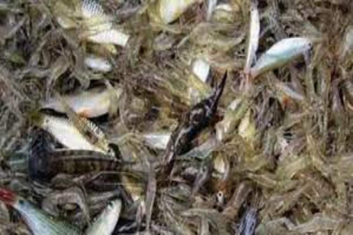 বিশেষ করে ছোট মাছে কোনও খারাপ বা কোলেস্টেরল থাকেনা বা বাড়তি ফ্যাট থাকেনা বলেই চিকিৎসকেরা সব সময়েই চোট মাছ খাওয়ার পরামর্শ দেন ৷ প্রতীকী ছবি ৷ বিশেষ করে ছোট মাছে কোনও খারাপ বা কোলেস্টেরল থাকেনা বা বাড়তি ফ্যাট থাকেনা বলেই চিকিৎসকেরা সব সময়েই চোট মাছ খাওয়ার পরামর্শ দেন ৷ প্রতীকী ছবি ৷