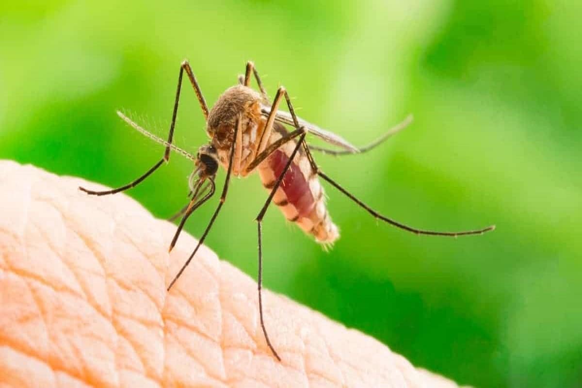 এক সাম্প্রতিক গবেষণা বলছে যে বার বার মশা কামড়ালে ম্যালেরিয়ার পরজীবীর ইনকিউবেশন অবস্থা স্থায়ী হয় না এবং এতে ম্যালেরিয়া সংক্রমণ হওয়ার আশঙ্কা অনেকটাই বেড়ে যায়। এই গবেষণা প্রকাশিত হয়েছে পিএলওএস প্যাথোজেন নামক একটি জার্নালে। এই গবেষণায় স্পষ্ট বলা হয়েছে যে এর আগে ম্যালেরিয়া নিয়ে যা যা পরীক্ষা-নিরীক্ষা হয়েছে, তার সবটাই করা হয়েছে মশার এক বার কামড়ের উপের ভিত্তি করে। কিন্তু স্বাভাবিক পরিবেশে মশা কোনও ব্যক্তিকে একাধিক বার কামড়াতে পারে। সে ক্ষেত্রে ম্যালেরিয়া নির্মূল করা একটা বড় চ্যালেঞ্জ হিসেবে ধরা হবে। এক সাম্প্রতিক গবেষণা বলছে যে বার বার মশা কামড়ালে ম্যালেরিয়ার পরজীবীর ইনকিউবেশন অবস্থা স্থায়ী হয় না এবং এতে ম্যালেরিয়া সংক্রমণ হওয়ার আশঙ্কা অনেকটাই বেড়ে যায়। এই গবেষণা প্রকাশিত হয়েছে পিএলওএস প্যাথোজেন নামক একটি জার্নালে। এই গবেষণায় স্পষ্ট বলা হয়েছে যে এর আগে ম্যালেরিয়া নিয়ে যা যা পরীক্ষা-নিরীক্ষা হয়েছে, তার সবটাই করা হয়েছে মশার এক বার কামড়ের উপের ভিত্তি করে। কিন্তু স্বাভাবিক পরিবেশে মশা কোনও ব্যক্তিকে একাধিক বার কামড়াতে পারে। সে ক্ষেত্রে ম্যালেরিয়া নির্মূল করা একটা বড় চ্যালেঞ্জ হিসেবে ধরা হবে।