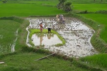 টানা বৃষ্টিতে হাসি ফুটেছে পুরুলিয়ার আমন চাষীদের মুখে! টানা বৃষ্টিতে হাসি ফুটেছে পুরুলিয়ার আমন চাষীদের মুখে!