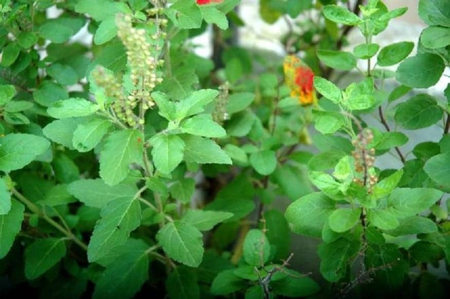 • মুখের গন্ধ: মুখের গন্ধ কমাতে তুলসী পাতা সাহায্য করে। তুলসীর নিজস্ব একটা গন্ধ আছে, যা মুখের গন্ধ দূর করে। • মুখের গন্ধ: মুখের গন্ধ কমাতে তুলসী পাতা সাহায্য করে। তুলসীর নিজস্ব একটা গন্ধ আছে, যা মুখের গন্ধ দূর করে।