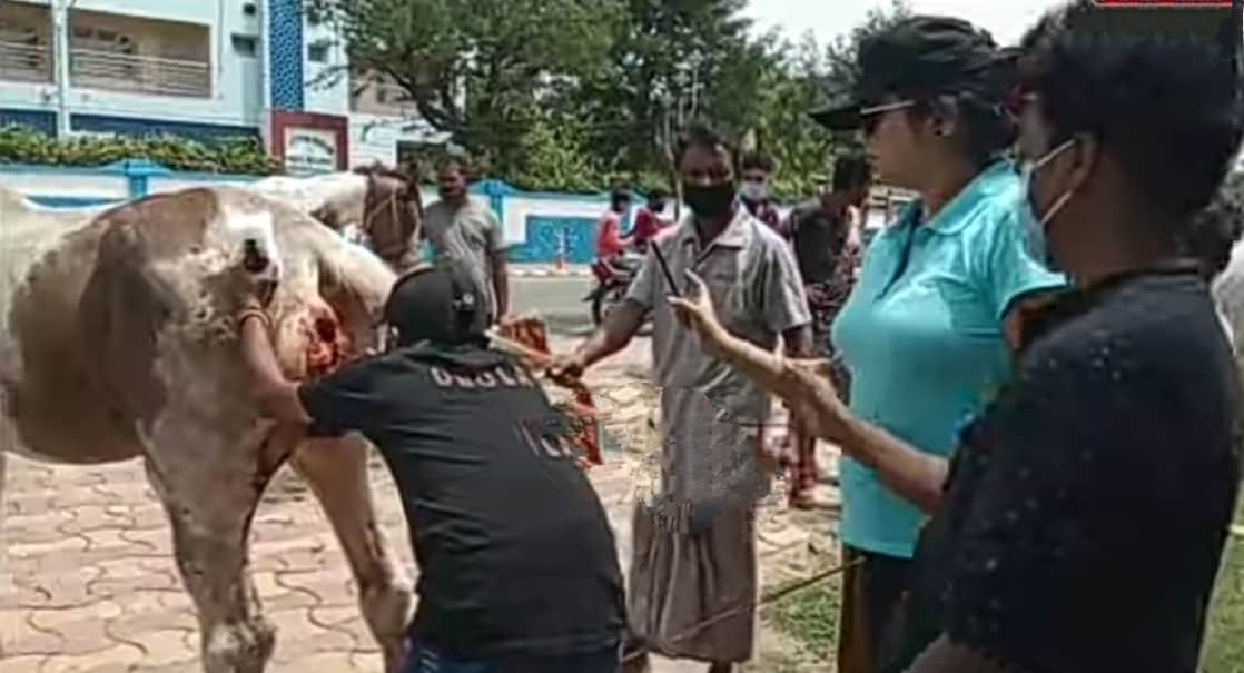 অবলাদের সাহায্যের জন্য হাত বাড়িয়ে দিয়েছেন ওই সংস্থারই সদস্যরা। যারা কয়েকদিন ধরে দীঘায় এসে পথ কুকুরদের নির্বীজকরন এবং অ্যন্টিরেবিশ টীকা প্রয়োগের প্রক্রিয়া শুরু করেছেন। এই সংস্থার চিকিৎসক, নার্স, প্যারামেডিক্যাল কর্মী, কুকুর ধরার দক্ষ লোকজন মিলে প্রায় ১৫ জন আছেন। ওল্ড দীঘায় একটি অস্থায়ী ক্যাম্প বানিয়ে সেখানেই চলছে সেবা শুশ্রুষা সহ পুষ্টিকর খাবার দেওয়ার কাজ। সেই সঙ্গে এলাকার ঘোড়া ব্যবসায়ীরা, যারা চরম সমস্যায় পড়েছেন তাদের হাতে অবলা পশুদের জন্য খাদ্য সামগ্রী তুলে দিচ্ছেন। ছবি ও তথ্য SUJIT BHOWMIK অবলাদের সাহায্যের জন্য হাত বাড়িয়ে দিয়েছেন ওই সংস্থারই সদস্যরা। যারা কয়েকদিন ধরে দীঘায় এসে পথ কুকুরদের নির্বীজকরন এবং অ্যন্টিরেবিশ টীকা প্রয়োগের প্রক্রিয়া শুরু করেছেন। এই সংস্থার চিকিৎসক, নার্স, প্যারামেডিক্যাল কর্মী, কুকুর ধরার দক্ষ লোকজন মিলে প্রায় ১৫ জন আছেন। ওল্ড দীঘায় একটি অস্থায়ী ক্যাম্প বানিয়ে সেখানেই চলছে সেবা শুশ্রুষা সহ পুষ্টিকর খাবার দেওয়ার কাজ। সেই সঙ্গে এলাকার ঘোড়া ব্যবসায়ীরা, যারা চরম সমস্যায় পড়েছেন তাদের হাতে অবলা পশুদের জন্য খাদ্য সামগ্রী তুলে দিচ্ছেন। ছবি ও তথ্য SUJIT BHOWMIK