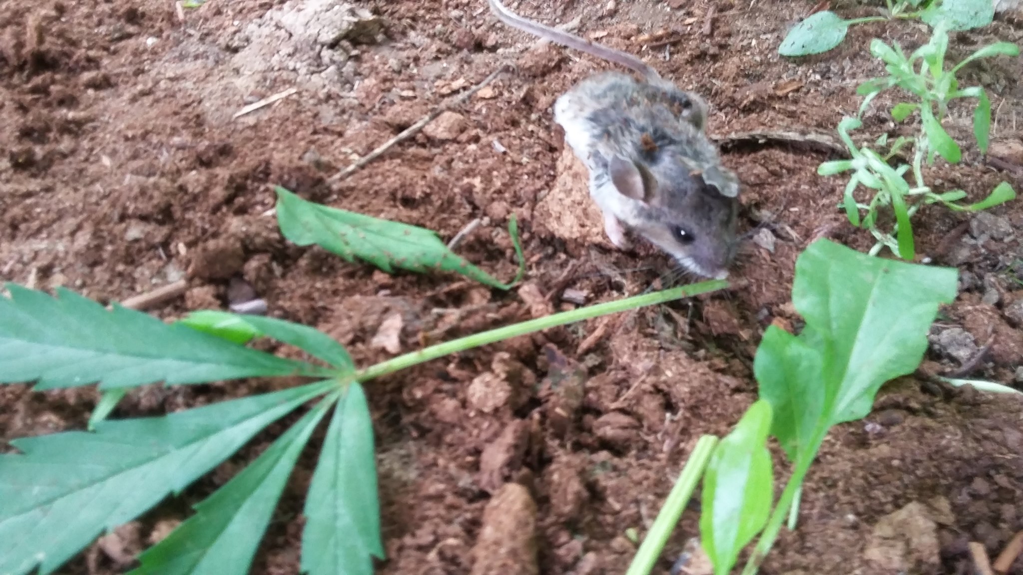 ছবিগুলি শেয়ার করে সুলিভান জানিয়েছেন, প্রতিদিন ইঁদুরটি ১টি করে মাঝারি সাইজের পাতা বেশ ভালোই খাচ্ছিল। সুলিভান নেশাপ্ৰেমী ইঁদুরের গাঁজা কেলেঙ্কারির কাণ্ড বেশ কয়েকটি পোস্টের মাধ্যমে ফেসবুকে শেয়ার করেছেন।ছবিগুলো শেয়ার করার সঙ্গে সুলিভান মজা করতেও ভোলেননি। তাঁর কথায়, গাঁজা পাতার সঙ্গে ইঁদুরটি নাকি গাছের কাণ্ড এবং বীজও ঠুকরেছে। এরপরেই সেটার অবস্থা কাহিল হয়ে পড়েছিল। গাঁজা মূলত কাগজে পাকিয়ে নেশাখোররা টানেন। তবে ইঁদুরটির এই পাতা চিবিয়ে খাওয়াকে সুলিভান '১২ স্টেপ চিপ' পাওয়ার সম্মানের সঙ্গে তুলনা টেনেছেন।সুলিভান মজার ছলে জানিয়েছেন, ইঁদুরটিকে নাকি ওঠানোর জন্য তাঁকে সাহায্যই করতে হয়নি। সে নিজের থেকেই নাকি ঘুম থেকে উঠে খাঁচার থেকে বেরিয়ে এসেছে। সুলিভান তাঁর ছোট্ট বন্ধুকে এই মনোবলের জন্য ভূয়সী প্রশংসা করতেও ভোলেননি।ইঁদুরটিকে ধীরে ধীরে সুস্থ করে তোলার পর জঙ্গলে ছেড়ে দেওয়া হয়েছে। Photo Courtesy: Colin Sullivan ছবিগুলি শেয়ার করে সুলিভান জানিয়েছেন, প্রতিদিন ইঁদুরটি ১টি করে মাঝারি সাইজের পাতা বেশ ভালোই খাচ্ছিল। সুলিভান নেশাপ্ৰেমী ইঁদুরের গাঁজা কেলেঙ্কারির কাণ্ড বেশ কয়েকটি পোস্টের মাধ্যমে ফেসবুকে শেয়ার করেছেন।ছবিগুলো শেয়ার করার সঙ্গে সুলিভান মজা করতেও ভোলেননি। তাঁর কথায়, গাঁজা পাতার সঙ্গে ইঁদুরটি নাকি গাছের কাণ্ড এবং বীজও ঠুকরেছে। এরপরেই সেটার অবস্থা কাহিল হয়ে পড়েছিল। গাঁজা মূলত কাগজে পাকিয়ে নেশাখোররা টানেন। তবে ইঁদুরটির এই পাতা চিবিয়ে খাওয়াকে সুলিভান '১২ স্টেপ চিপ' পাওয়ার সম্মানের সঙ্গে তুলনা টেনেছেন।সুলিভান মজার ছলে জানিয়েছেন, ইঁদুরটিকে নাকি ওঠানোর জন্য তাঁকে সাহায্যই করতে হয়নি। সে নিজের থেকেই নাকি ঘুম থেকে উঠে খাঁচার থেকে বেরিয়ে এসেছে। সুলিভান তাঁর ছোট্ট বন্ধুকে এই মনোবলের জন্য ভূয়সী প্রশংসা করতেও ভোলেননি।ইঁদুরটিকে ধীরে ধীরে সুস্থ করে তোলার পর জঙ্গলে ছেড়ে দেওয়া হয়েছে। Photo Courtesy: Colin Sullivan