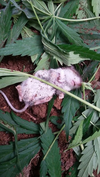  কলিন সুলিভানের শেয়ার করা ছবিগুলোয় দেখা যাচ্ছে, ইঁদুরটির একটি খাঁচায় গাঁজা পাতার জঞ্জালে চিৎ হয়ে পড়ে থাকা-সহ ঠুকরে ঠুকরে তার গাঁজা পাতা খাওয়ার দৃশ্য। সুলিভানেরও দুষ্টু বুদ্ধি কম নয়, তিনিও ইঁদুরের সেই গাঁজা চুরি ও 'হ্যাল' খেয়ে পড়ে থাকার ছবিগুলো ফেসবুকে ছেড়ে দিয়েছেন! Photo Courtesy: Colin Sullivan