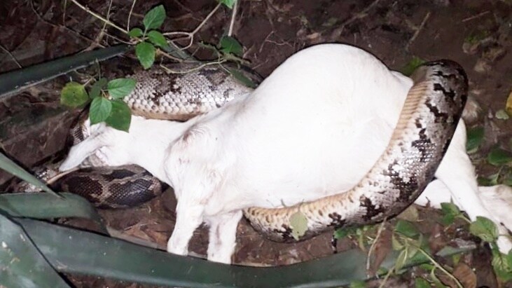 দয়াময় দেখেন তার সাদা রঙয়ের ওই ছাগলটিকে একটি বিশাল আকারের অজগর জড়িয়ে পেঁচিয়ে রেখেছে। তিনি চেঁচামেচি শুরু করতে স্থানীয় লোকজন সেখানে হাজির হয়। তারা ছাগলটিকে ছাড়ানোর চেষ্টা করেন এবং অজগরটি ভয় পেয়ে ছাগলটিকে ছেড়ে জঙ্গলের ভিতরে ঢুকে যায়। ততক্ষণে দয়াময়ের এই ছাগলটি মারা গিয়েছে। ছবি ও তথ্য সুপ্রতীম দাস দয়াময় দেখেন তার সাদা রঙয়ের ওই ছাগলটিকে একটি বিশাল আকারের অজগর জড়িয়ে পেঁচিয়ে রেখেছে। তিনি চেঁচামেচি শুরু করতে স্থানীয় লোকজন সেখানে হাজির হয়। তারা ছাগলটিকে ছাড়ানোর চেষ্টা করেন এবং অজগরটি ভয় পেয়ে ছাগলটিকে ছেড়ে জঙ্গলের ভিতরে ঢুকে যায়। ততক্ষণে দয়াময়ের এই ছাগলটি মারা গিয়েছে। ছবি ও তথ্য সুপ্রতীম দাস