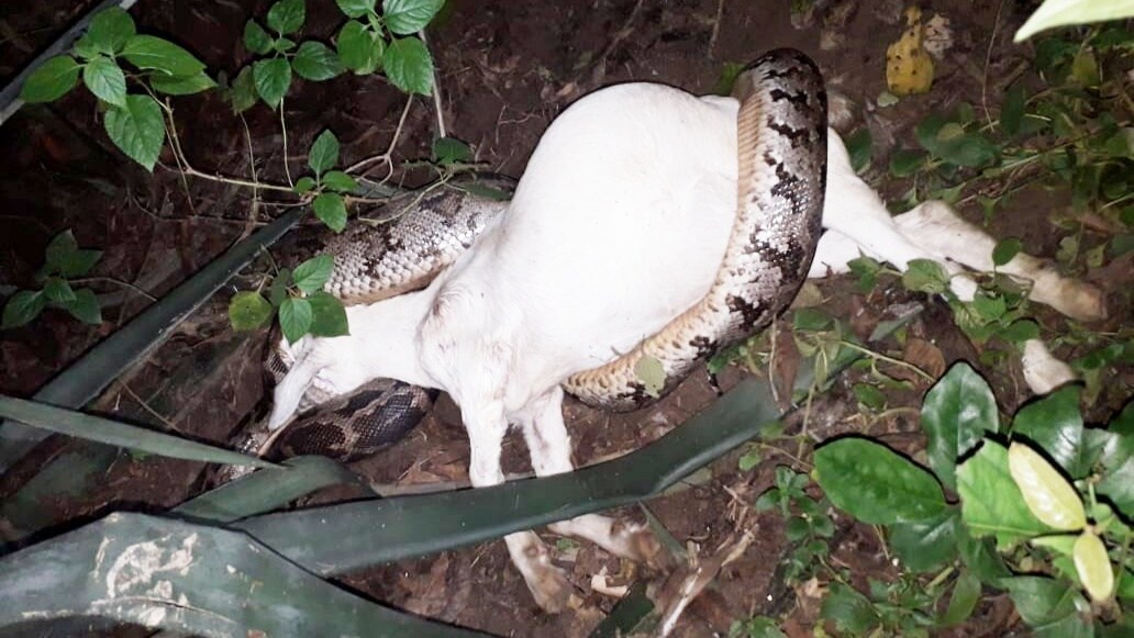 রাজনগরের ঢাকা গ্রামের বাসিন্দা দয়াময় মন্ডল জানান তাদের বাড়ির একটি ছাগল অন্যান্য দিনের মতো গ্রামের পাশের মাঠে চরাতে যায় । কিন্তু সন্ধ্যা গড়িয়ে গেলেও ছাগলটি বাড়ি না ফেরায় তিনি খোঁজ শুরু করেন। এরপর গ্রামের পাশে একটি সিসালের জঙ্গলে কাছে যেতেই তার চোখ ছানাবড়া হয়ে ওঠে। ছবি ও তথ্য সুপ্রতীম দাস রাজনগরের ঢাকা গ্রামের বাসিন্দা দয়াময় মন্ডল জানান তাদের বাড়ির একটি ছাগল অন্যান্য দিনের মতো গ্রামের পাশের মাঠে চরাতে যায় । কিন্তু সন্ধ্যা গড়িয়ে গেলেও ছাগলটি বাড়ি না ফেরায় তিনি খোঁজ শুরু করেন। এরপর গ্রামের পাশে একটি সিসালের জঙ্গলে কাছে যেতেই তার চোখ ছানাবড়া হয়ে ওঠে। ছবি ও তথ্য সুপ্রতীম দাস