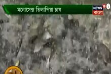 নিবিড় চাষ পদ্ধতিতে দেখুন Monosex তেলাপিয়া মাছ চাষের কৌশল ! নিবিড় চাষ পদ্ধতিতে দেখুন Monosex তেলাপিয়া মাছ চাষের কৌশল !