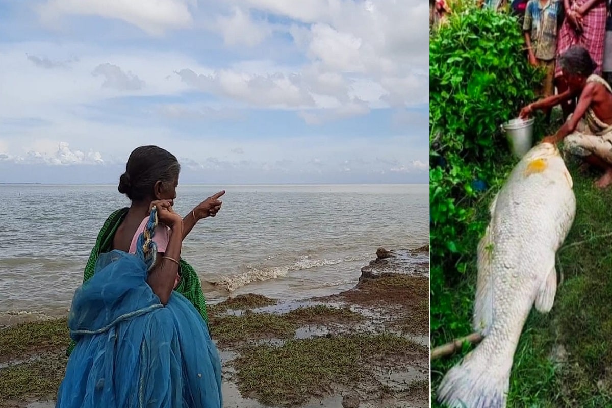 অনেকটা লটারি পাওয়ার মতো। অভাবী এক মৎস্যজীবীর গল্প হার মানাবে রূপকথাকেও। সমুদ্রে ভেসে আসা একটা বিরল প্রজাতির ভোলা মাছই বদলে দিল তাঁর জীবনের ছন্দ। সাগরের চক ফুলডুবি গ্রামের গরিব বিধবা ৫৫ বছরের পুষ্পরানি কর। ৩৫ বছর আগে তাঁর স্বামী শ্রীপতি মারা যায়। কোন ছেলেপুলে নেই। হুগলি নদীর পাড়ে ছোট্ট একটা কুড়েঘরে থাকেন, দিন আনি দিন খাই করে চলে যায় । প্রতিদিন ভোরে যেতে হয় নদীতে মাছ ধরতে। সেই মাছ বিক্রি করেই সামান্য যা কিছু রোজগার। তা দিয়েই চলে পেট। অনেকটা লটারি পাওয়ার মতো। অভাবী এক মৎস্যজীবীর গল্প হার মানাবে রূপকথাকেও। সমুদ্রে ভেসে আসা একটা বিরল প্রজাতির ভোলা মাছই বদলে দিল তাঁর জীবনের ছন্দ। সাগরের চক ফুলডুবি গ্রামের গরিব বিধবা ৫৫ বছরের পুষ্পরানি কর। ৩৫ বছর আগে তাঁর স্বামী শ্রীপতি মারা যায়। কোন ছেলেপুলে নেই। হুগলি নদীর পাড়ে ছোট্ট একটা কুড়েঘরে থাকেন, দিন আনি দিন খাই করে চলে যায় । প্রতিদিন ভোরে যেতে হয় নদীতে মাছ ধরতে। সেই মাছ বিক্রি করেই সামান্য যা কিছু রোজগার। তা দিয়েই চলে পেট।