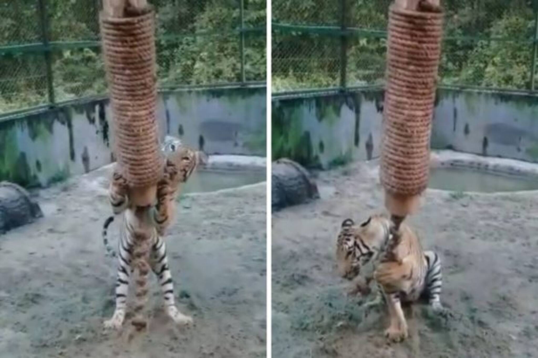 লকডাউনে শরীর চর্চায় ব্যস্ত ২ বছরের রিকা! আপনমনে খেলে চলেছে